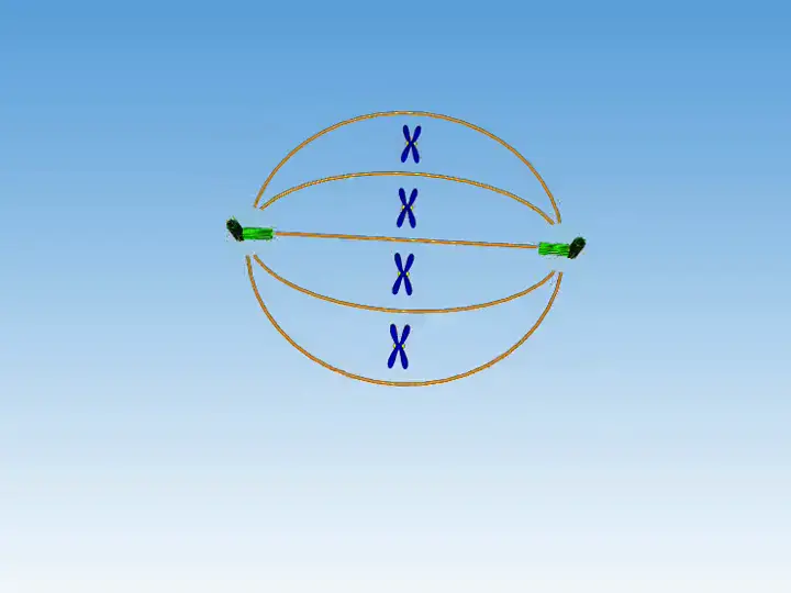 Animation from Educalabs: Hooke · Cell biology